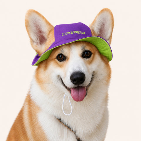 A corgi wearing the Violet Dog Bucket Hat — Sage Lining