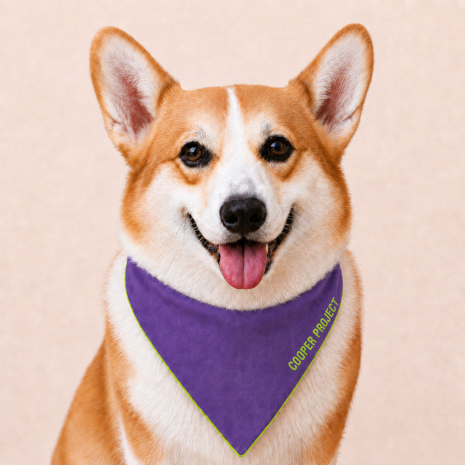 A corgi wearing the Violet Dog Bandana — Sage Reverse
