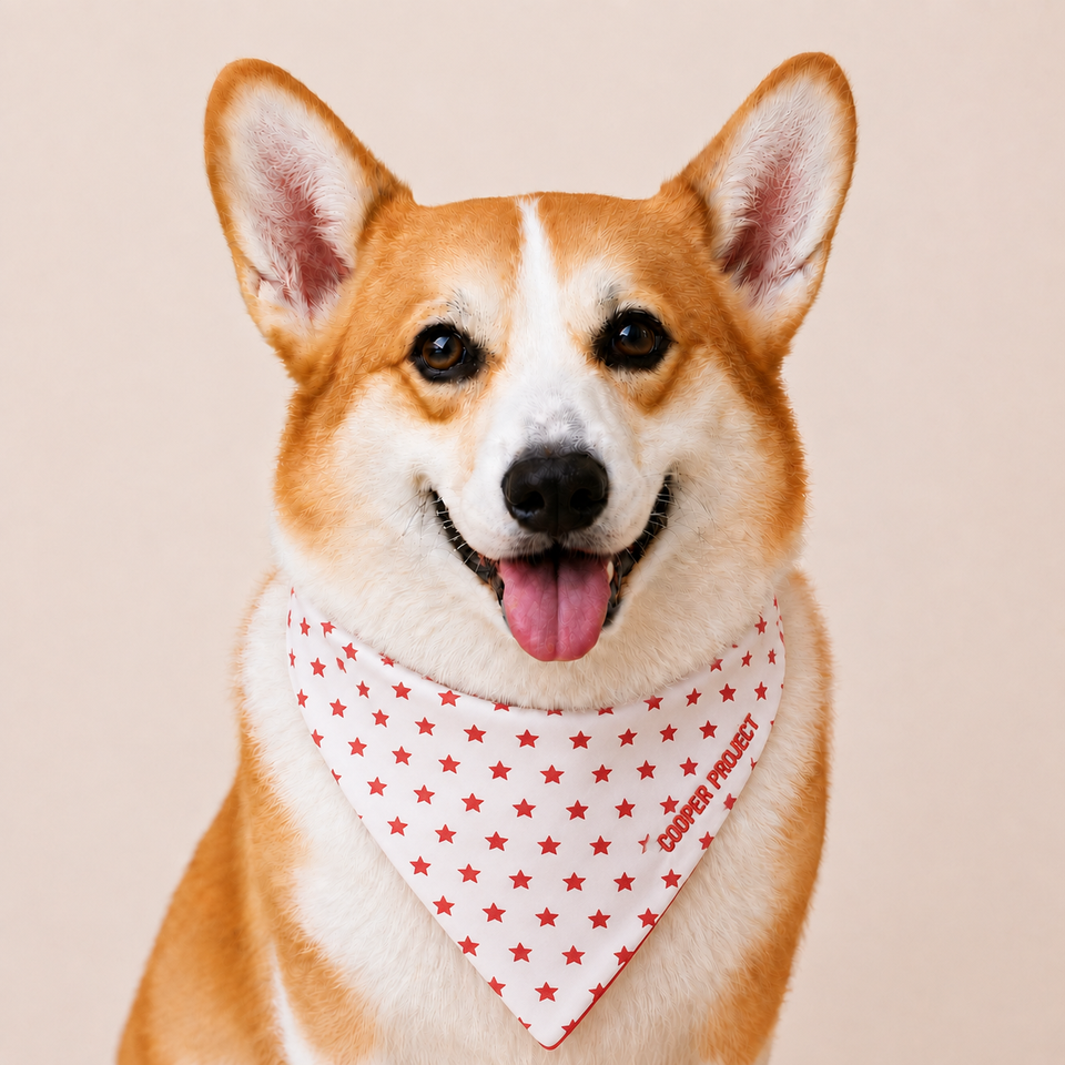 A corgi wearing the White Star Dog Bandana