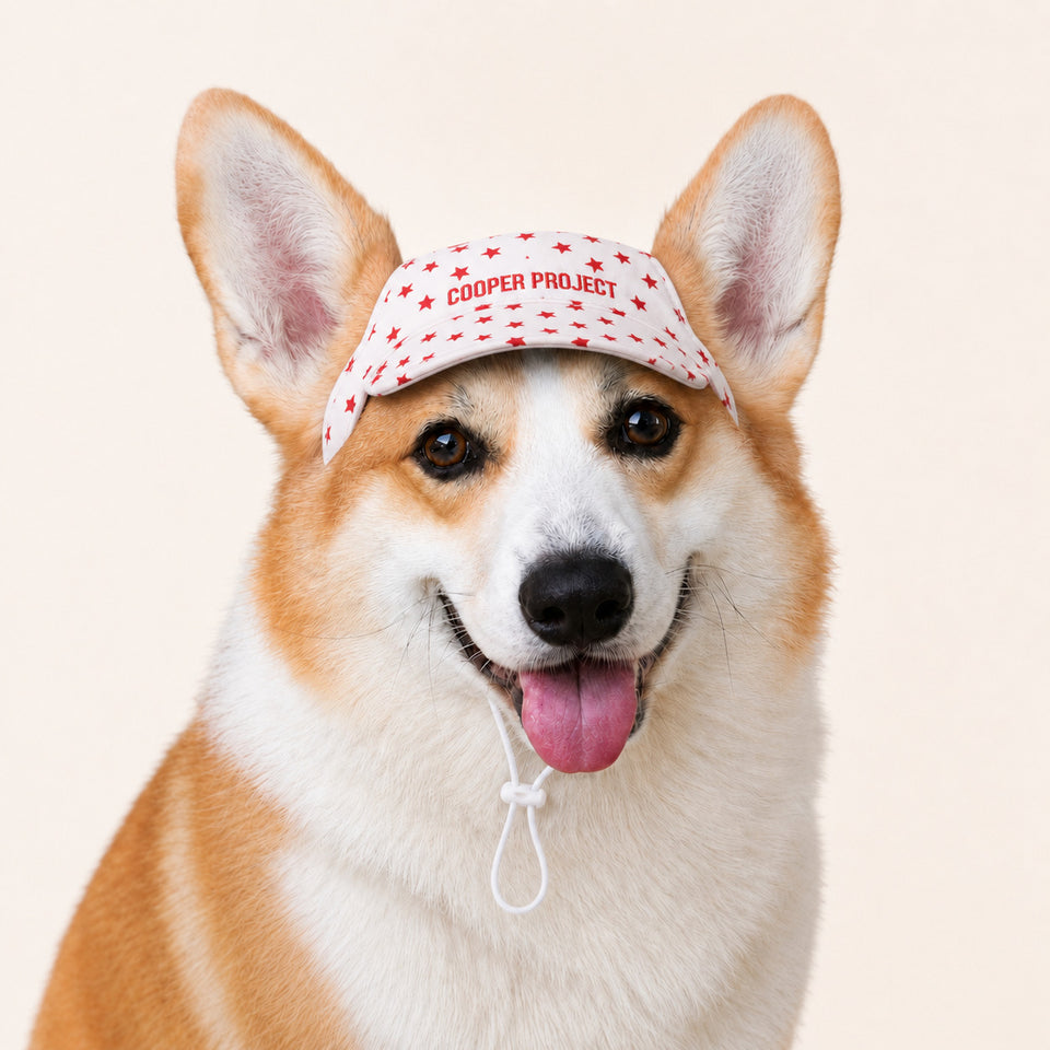 A corgi wearing the White Star Dog Cap