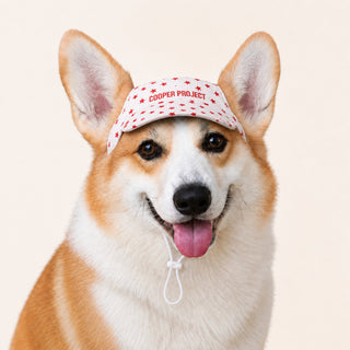 A corgi wearing the White Star Dog Cap