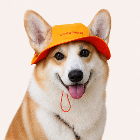 A corgi wearing the Yellow Dog Bucket Hat — Red Lining