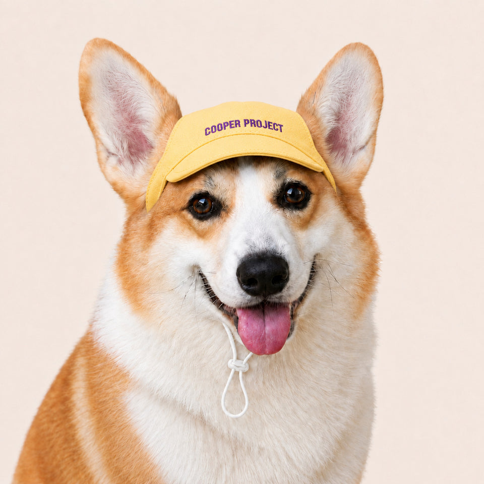 A corgi wearing the Yellow Dog Cap